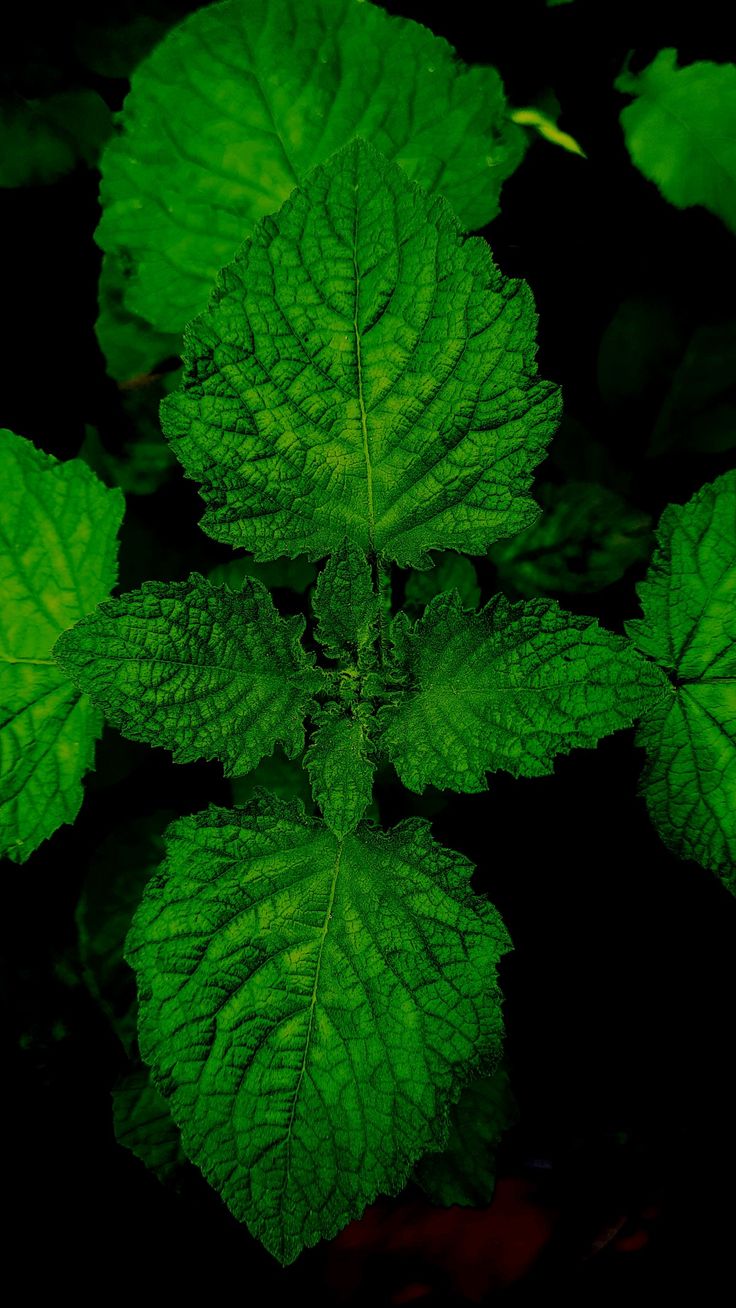 PT UGREEN Essential Oil